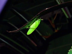 Copiphora rhinoceros