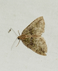 Hydriomena furcata