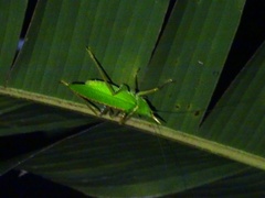 Copiphora rhinoceros