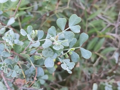 Coronilla valentina glauca