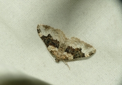 Epirrhoe galiata