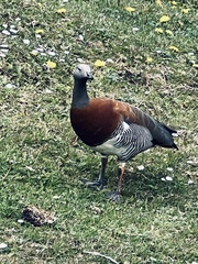 Chloephaga poliocephala