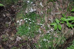 Valeriana dioica