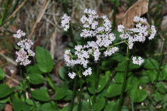 Valeriana dioica