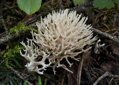 Lentaria byssiseda