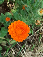 Calendula
