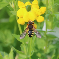 Rhodanthidium septemdentatum