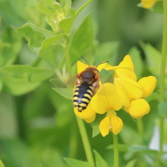 Rhodanthidium septemdentatum