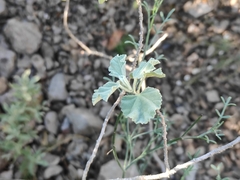 Malva subovata