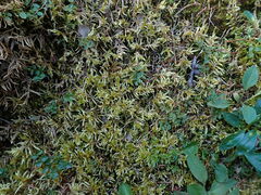 Pleurozium schreberi