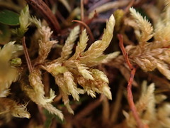 Pleurozium schreberi