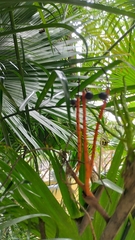 Chamaedorea seifrizii