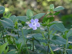 Vinca difformis