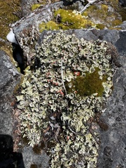 Cladonia pleurota