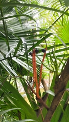 Chamaedorea seifrizii