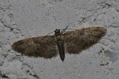 Eupithecia abbreviata