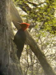 Campephilus magellanicus