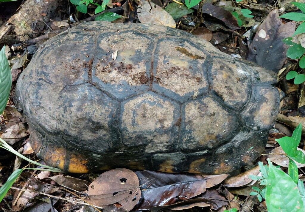 Brazilian Giant Tortoise in November 2022 by Fábio Luis dos Santos ...