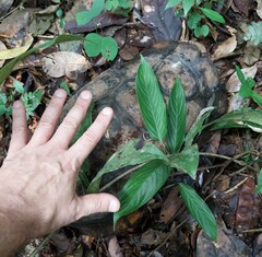 Chelonoidis denticulatus