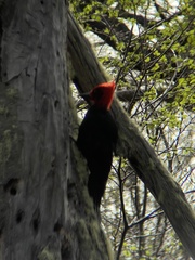 Campephilus magellanicus