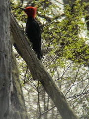 Campephilus magellanicus