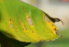 Pseudocercospora musicola
