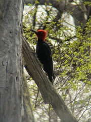 Campephilus magellanicus