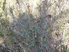 Bupleurum fruticosum