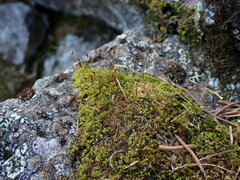 Hymenoloma crispulum