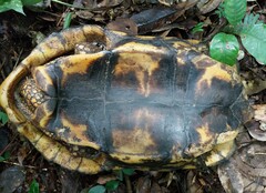 Chelonoidis denticulatus
