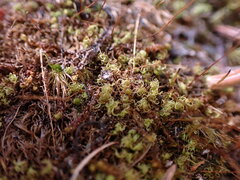 Hymenoloma crispulum