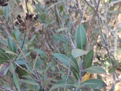 Bupleurum fruticosum