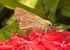 Pelopidas mathias