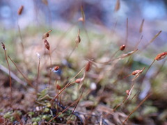 Hymenoloma crispulum