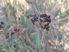 Bupleurum fruticosum