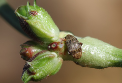 Acanthoscelides obtectus