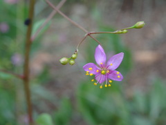 Talinum paniculatum