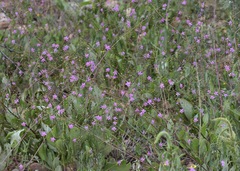 Talinum paniculatum