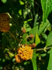 Buddleja globosa