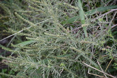 Ambrosia psilostachya