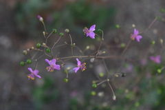 Talinum paniculatum