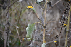 Helianthus argophyllus