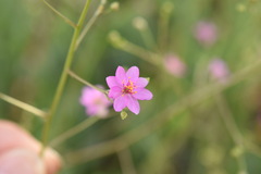 Talinum paniculatum