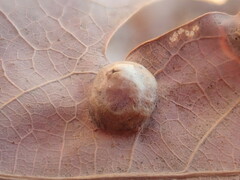 Callirhytis quercusfutilis