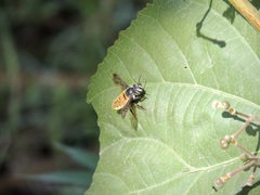 Megachile bicolor