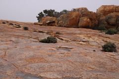 Othonna euphorbioides