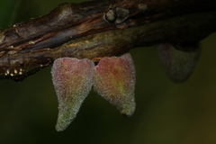 Callirhytis quercusventricosa