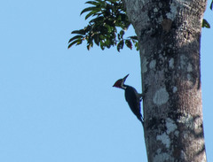 Campephilus melanoleucos