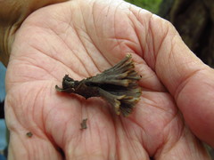 Thelephora anthocephala