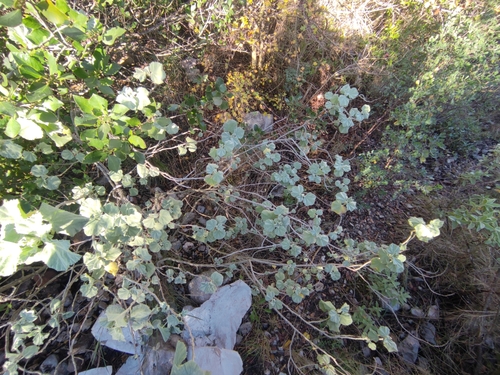 Image of Malva subovata by (c) Augustin Soulard, some rights reserved (CC BY)